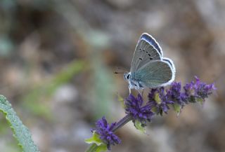 �okg�zl� Rus Mavisi&nbsp;(Polyommatus&nbsp;coelestina)