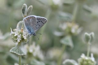 �okg�zl� K���k Turan Mavisi&nbsp;(Polyommatus&nbsp;cornelius)