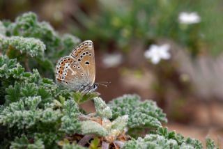 �okg�zl� Geranium Mavisi&nbsp;(Polyommatus&nbsp;eumedon)