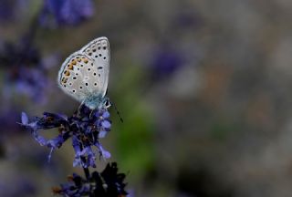 okgzl Eros (Polyommatus eros)