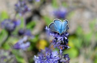 okgzl Eros (Polyommatus eros)
