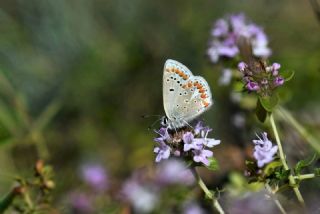 Anadolu okgzls (Polyommatus hyacinthus)
