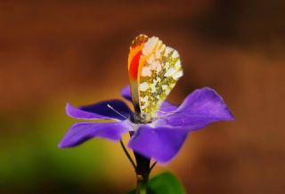 Turuncu S�sl�&nbsp;(Anthocharis&nbsp;cardamines)