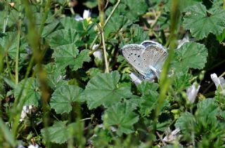 �okg�zl� B�y�k Turanmavisi&nbsp;(Polyommatus&nbsp;myrrha)