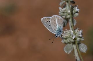 �okg�zl� Kunchuy Mavisi&nbsp;(Polyommatus&nbsp;schuriani)