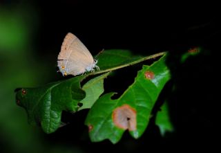 Morme�e&nbsp;(Favonius&nbsp;quercus)