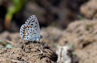 Bavius Mavisi&nbsp;(Pseudophilotes&nbsp;bavius)