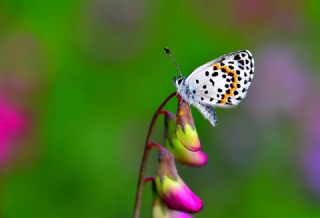 Kara Mavi (Scolitantides orion)