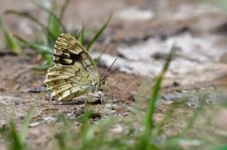 Kara Melike&nbsp;(Melanargia&nbsp;syriaca)