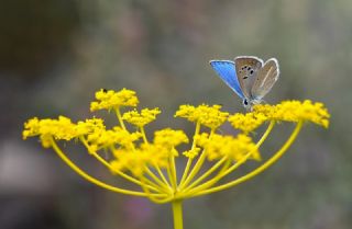 �okg�zl� Damokles Mavisi&nbsp;(Polyommatus&nbsp;damocles)