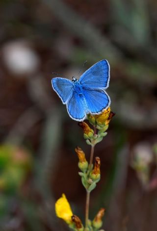 okgzl Erzincan Mavisi (Polyommatus erzindjanensis)