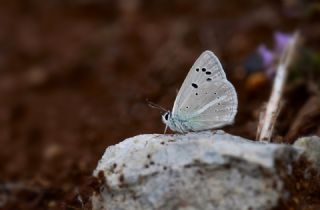 �okg�zl� Erzincan Mavisi&nbsp;(Polyommatus&nbsp;erzindjanensis)