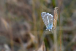 �okg�zl� Karabet Mavisi&nbsp;(Polyommatus&nbsp;haigi)