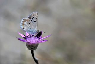 okgzl Torul Mavisi (Aricia torulensis)