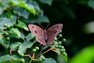 Kara Hayalet (Minois dryas)