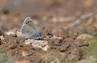 Anadolu Karag�z Mavisi&nbsp;(Glaucopsyche&nbsp;astraea)