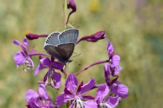 okgzl Edon Mavisi (Polyommatus aedon)