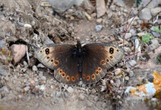 Uygur Gzelesmeri (Proterebia afra)