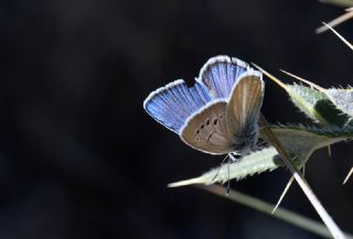 okgzl Kunchuy Mavisi (Polyommatus schuriani)