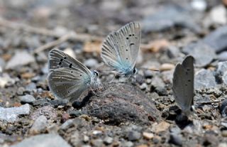 �okg�zl� Kand�l Mavisi&nbsp;(Polyommatus&nbsp;kanduli)