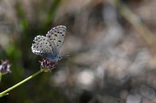 ? Tan�ms�z T�r&nbsp;(n/a&nbsp;NA)