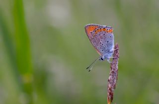 B�y�k Mor Bak�r G�zeli&nbsp;(Lycaena&nbsp;alciphron)