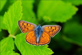 Byk Mor Bakr Gzeli (Lycaena alciphron)