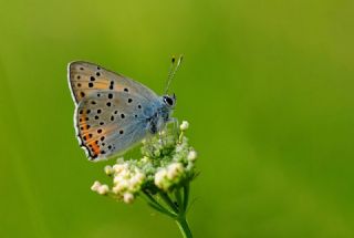 B�y�k Mor Bak�r G�zeli&nbsp;(Lycaena&nbsp;alciphron)