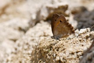 Yalanc� Esmerperi&nbsp;(Hyponephele&nbsp;lycaonoides)