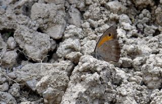 Yalanc� Esmerperi&nbsp;(Hyponephele&nbsp;lycaonoides)