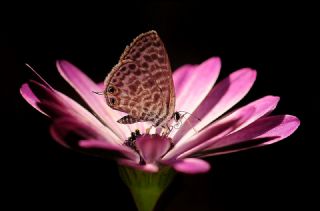 Mavi Zebra (Leptotes pirithous)