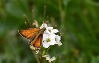 Sar� Antenli Z�pz�p&nbsp;(Thymelicus&nbsp;sylvestris)