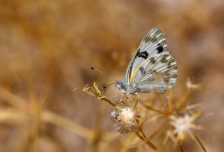 Siirt ��l Beneklibeyaz�&nbsp;(Pontia&nbsp;glauconome)