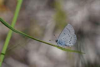 Minik Kupid&nbsp;(Cupido&nbsp;minimus)