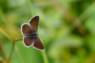 �okg�zl� Orman Esmeri&nbsp;(Aricia&nbsp;artaxerxes)