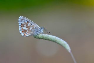 �okg�zl� �illimavi&nbsp;(Polyommatus&nbsp;coridon)