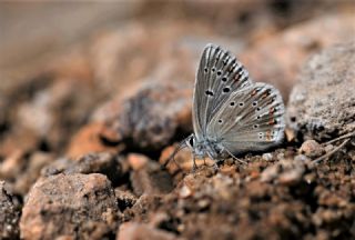 okgzl Turkuvaz Mavisi (Polyommatus dorylas)