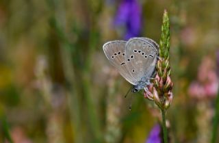 Mazarin Mavisi&nbsp;(Polyommatus&nbsp;semiargus)