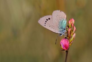 Karag�z Mavisi&nbsp;(Glaucopsyche&nbsp;alexis)