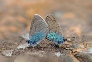 Karag�z Mavisi&nbsp;(Glaucopsyche&nbsp;alexis)