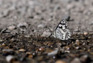 Anadolu Melikesi (Melanargia larissa)