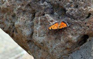 Sar� Ayakl� Nimfalis&nbsp;(Inachis&nbsp;xanthomelas)