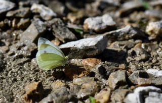 Da Beyazmelei (Pieris ergane)
