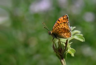 Niyobe (Argynnis niobe)