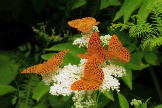 Cengaver (Argynnis paphia)