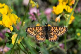 Nazuum (Euphydryas aurinia)