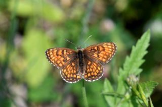Amannisa&nbsp;(Melitaea&nbsp;athalia)