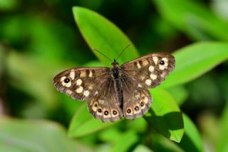 Karanl�k Orman Esmeri&nbsp;(Pararge&nbsp;aegeria)