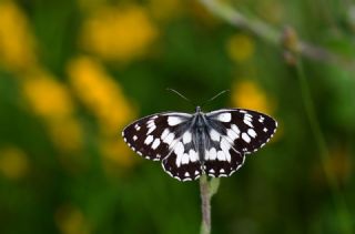 Orman Melikesi&nbsp;(Melanargia&nbsp;galathea)
