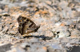 Cad (Chazara briseis)